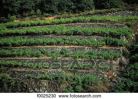 Cyprus, Troodos Mountains, Solea Valley, terrace vineyards View Large Photo Image Stock Image - Cyprus, Troodos Mountains, Solea Valley, terrace vineyards. Fotosearch