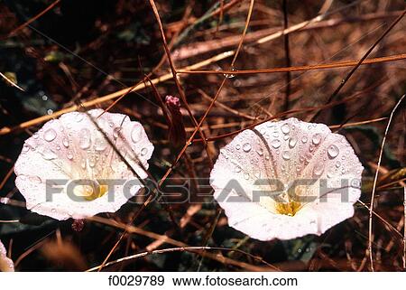 Drops of dew on bindweed flowers View Large Photo Image Stock Photo - Drops of dew on bindweed flowers. Fotosearch