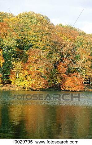 France, Auvergne, Tronçais forest at fall View Large Photo Image Stock Photography - France, Auvergne, Tronçais forest at fall. Fotosearch