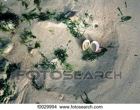 France, Brittany, Erquy, beach at low tide, sand detail View Large Photo Image Picture - France, Brittany, Erquy, beach at low tide, sand detail. Fotosearch