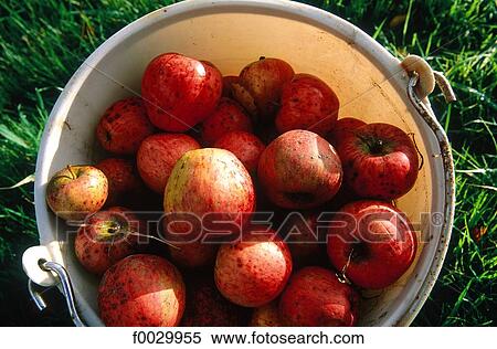 Stock Photography - France, Brittany, Plélo, apples for cider. Fotosearch