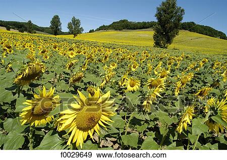 France, Tarn-et-Garonne, sunflower fields View Large Photo Image Stock Photo - France, Tarn-et-Garonne, sunflower fields. Fotosearch