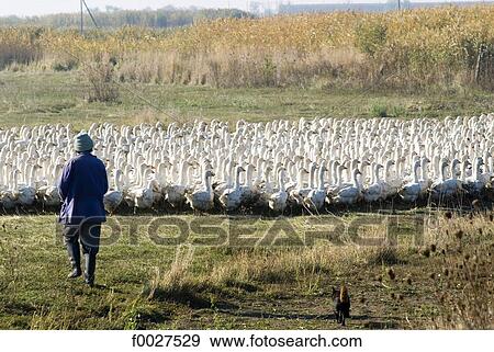 Hungary, Hortobagy Puszta, breeding of geese View Large Photo Image Stock Photo - Hungary, Hortobagy Puszta, breeding of geese. Fotosearch