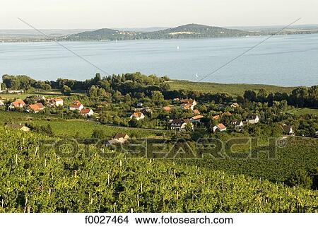 Hungary, lake Balaton, Badacsony, vineyards View Large Photo Image Picture - Hungary, lake Balaton, Badacsony, vineyards. Fotosearch
