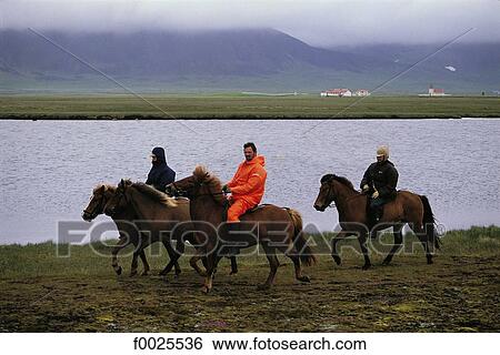 Iceland, Hvalfjörour, horse riding View Large Photo Image Stock Photograph - Iceland, Hvalfjörour, horse riding. Fotosearch