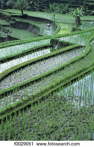 Indonesia, Bali, near Pejeng, paddy fiels View Large Photo Image Stock Image - Indonesia, Bali, near Pejeng, paddy fiels. Fotosearch