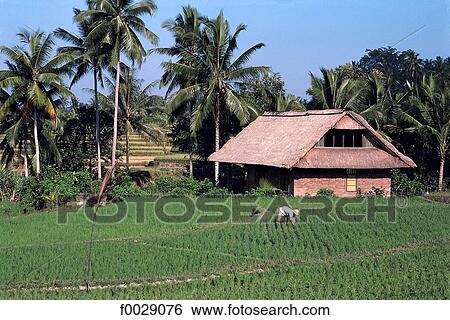 Indonesia, Bali, near Ubud, dwelling and paddy field View Large Photo Image Stock Photograph - Indonesia, Bali, near Ubud, dwelling and paddy field. Fotosearch