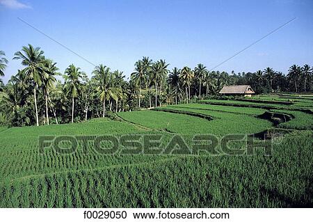 Indonesia, Bali, near Ubud, paddy fields View Large Photo Image Stock Image - Indonesia, Bali, near Ubud, paddy fields. Fotosearch