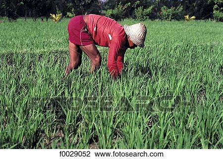 Stock Image - Indonesia, Bali, near Ubud, paddy field, hoeing. Fotosearch