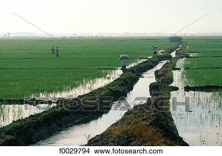 Picture - Indonesia, Java, irrigation canal in ricefields. Fotosearch