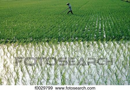Stock Photo - Indonesia, Java, man working in a ricefield. Fotosearch
