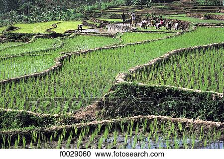 Stock Image - Indonesia, Java, planting rice. Fotosearch