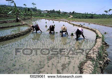 Indonesia, Java, planting rice View Large Photo Image Stock Image - Indonesia, Java, planting rice. Fotosearch