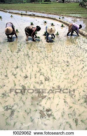 Indonesia, Java, planting rice View Large Photo Image Stock Image - Indonesia, Java, planting rice. Fotosearch
