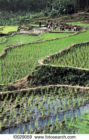 Stock Photo - Indonesia, Java, planting rice. Fotosearch