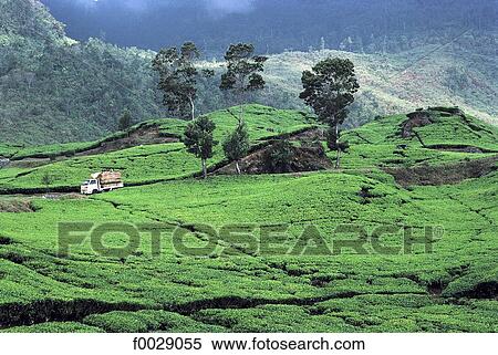 Indonesia, Java, Rancabali, tea plantations View Large Photo Image Stock Photography - Indonesia, Java, Rancabali, tea plantations. Fotosearch