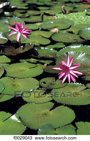 Indonesia, Java, waterlilies View Large Photo Image Stock Image - Indonesia, Java, waterlilies. Fotosearch