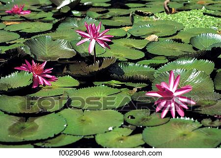 Indonesia, Java, waterlilies View Large Photo Image Stock Photograph - Indonesia, Java, waterlilies. Fotosearch