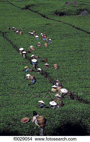 Indonesia, Java, women picking tea View Large Photo Image Picture - Indonesia, Java, women picking tea. Fotosearch