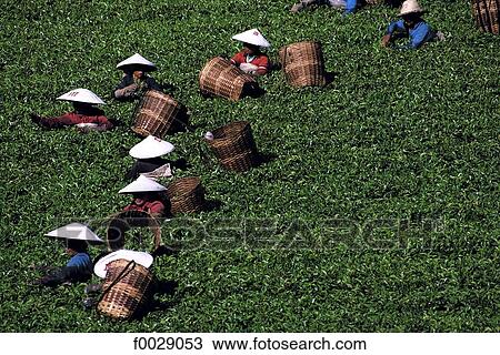 Stock Image - Indonesia, Java, women picking tea. Fotosearch