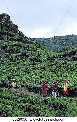 Stock Photograph - Indonesia, Java, women picking tea. Fotosearch