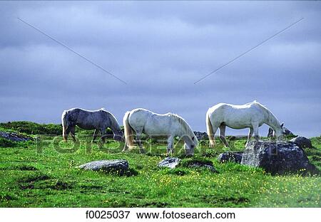 Ireland, Connemara, horses View Large Photo Image Stock Photo - Ireland, Connemara, horses. Fotosearch