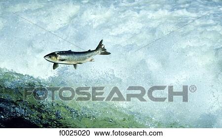 Ireland, Galway, salmon jumping in Corrib river View Large Photo Image Stock Image - Ireland, Galway, salmon jumping in Corrib river. Fotosearch