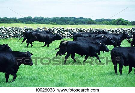 Ireland, Oranmore, Angus Aberdeen bulls View Large Photo Image Stock Image - Ireland, Oranmore, Angus Aberdeen bulls. Fotosearch