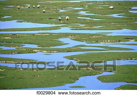 Ireland, sheeps in salted meadows View Large Photo Image Picture - Ireland, sheeps in salted meadows. Fotosearch