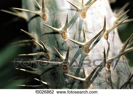 Israel, close-up of a cactus View Large Photo Image Stock Image - Israel, close-up of a cactus. Fotosearch