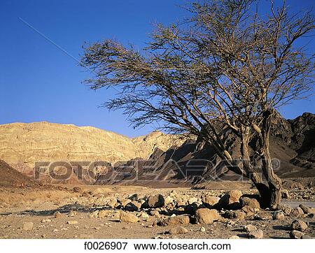 Israel, Eilat, Negev desert View Large Photo Image Stock Photo - Israel, Eilat, Negev desert. Fotosearch