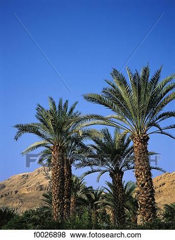 Israel, Ein Gedi oasis, palm trees View Large Photo Image Stock Photo - Israel, Ein Gedi oasis, palm trees. Fotosearch