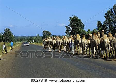 Kenya, between Nairobi and Il Ngwesi, dromedaries caravan View Large Photo Image Stock Photo - Kenya, between Nairobi and Il Ngwesi, dromedaries caravan. Fotosearch