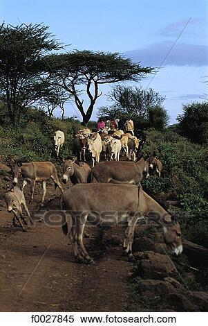 Kenya, Il Ngwesi, Maasai and their herd of donkeys and zebus View Large Photo Image Stock Photography - Kenya, Il Ngwesi, Maasai and their herd of donkeys and zebus. Fotosearch