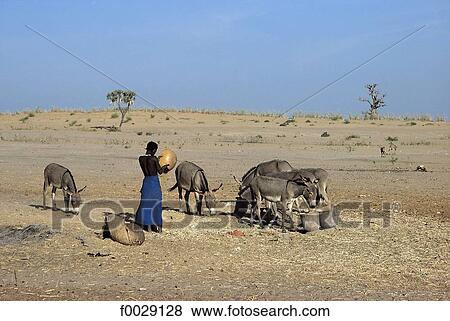 Stock Photo - Mali, Debo lake 's bank, woman feeding its donkeys. Fotosearch
