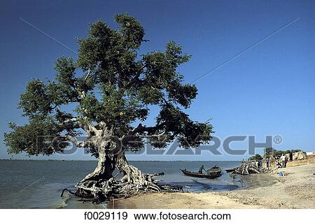 Stock Photo - Mali, Debo lake, tree. Fotosearch