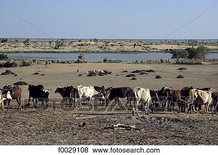 Mali, near Debo lake, herd of cows View Large Photo Image Stock Photo - Mali, near Debo lake, herd of cows. Fotosearch