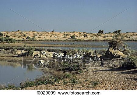 Stock Photo - Mali, near Debo lake, herd of sheeps. Fotosearch