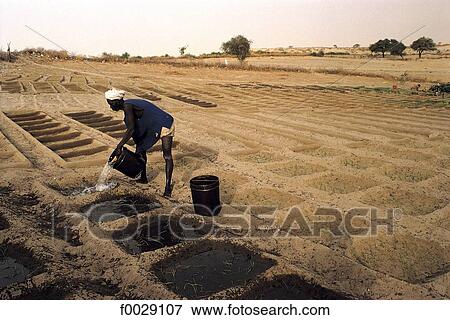 Mali, Timbuktu, kitchen gardens View Large Photo Image Stock Photo - Mali, Timbuktu, kitchen gardens. Fotosearch