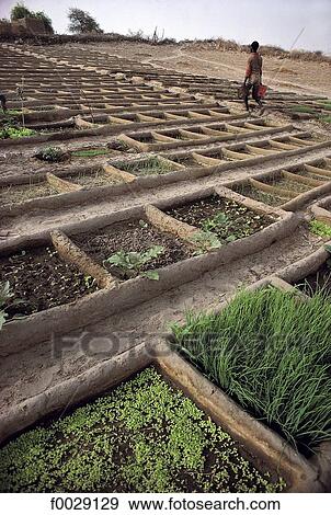 Mali, Timbuktu, kitchen gardens View Large Photo Image Stock Photo - Mali, Timbuktu, kitchen gardens. Fotosearch