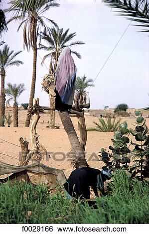 Mauritania, oasis, well View Large Photo Image Stock Photograph - Mauritania, oasis, well. Fotosearch