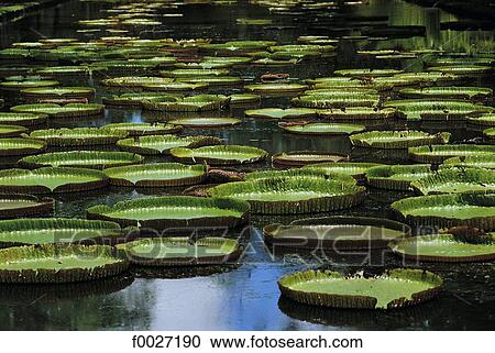 Mauritius, Pamplemousse gardens, giant waterlilies View Large Photo Image Stock Image - Mauritius, Pamplemousse gardens, giant waterlilies. Fotosearch