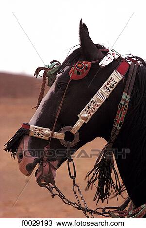 Niger, horse bridle, detail View Large Photo Image Stock Image - Niger, horse bridle, detail. Fotosearch