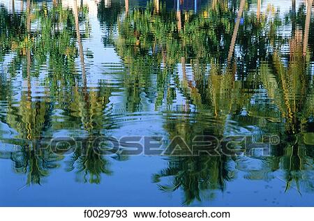 Stock Image - Reflection of palm trees on water. Fotosearch