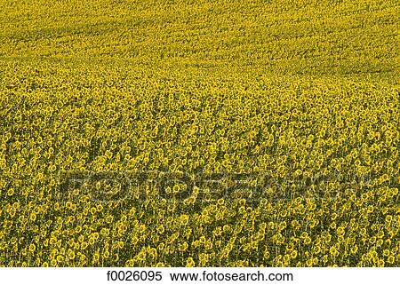 Romania, Dobruja, colza field View Large Photo Image Stock Photography - Romania, Dobruja, colza field. Fotosearch