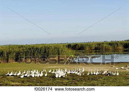 Romania, Dobruja, near Isacea, Danube Delta, gooses View Large Photo Image Picture - Romania, Dobruja, near Isacea, Danube Delta, gooses. Fotosearch