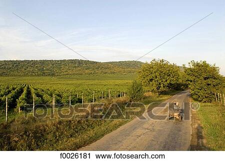Stock Image - Romania, Dobruja, road in the middle of vineyards. Fotosearch