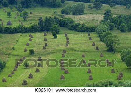 Stock Image - Romania, Moldavia, province of Bukovina, haystacks. Fotosearch