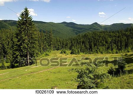 Stock Photo - Romania, Moldavia, province of Bukovina, near Pojorata, country landscape. Fotosearch