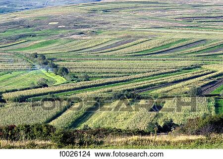 Picture - Romania, Transylvania, near Sibiu, country landscape. Fotosearch